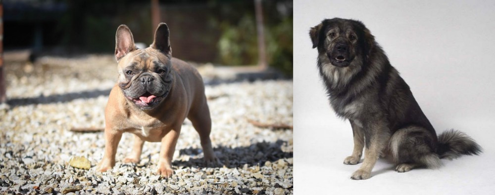 Istrian Sheepdog vs French Bulldog - Breed Comparison