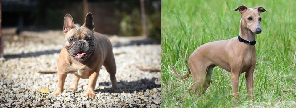 Italian Greyhound vs French Bulldog - Breed Comparison