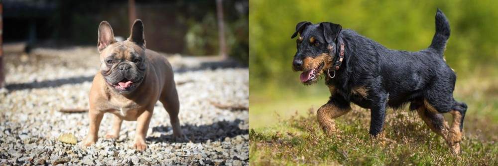 Jagdterrier vs French Bulldog - Breed Comparison