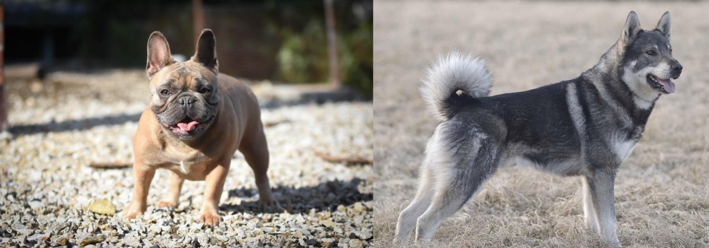 Jamthund vs French Bulldog - Breed Comparison