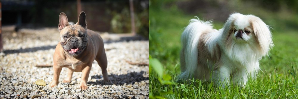 Japanese Chin vs French Bulldog - Breed Comparison