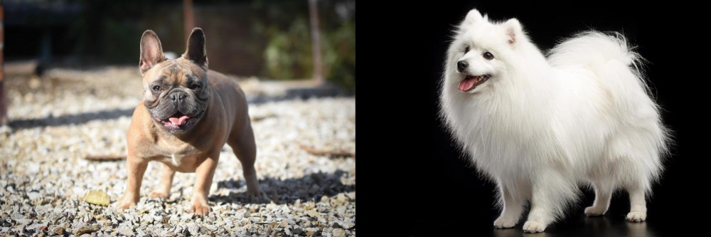 Japanese Spitz vs French Bulldog - Breed Comparison