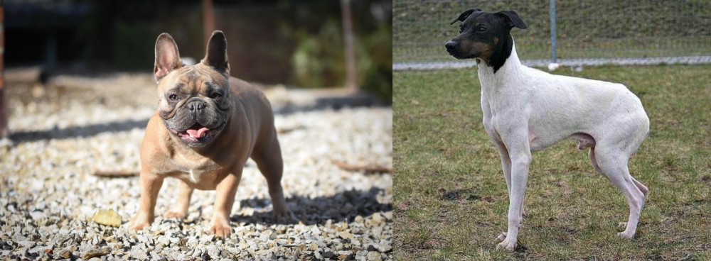 Japanese Terrier vs French Bulldog - Breed Comparison