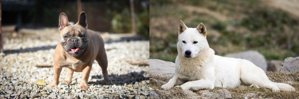 Jindo vs French Bulldog - Breed Comparison