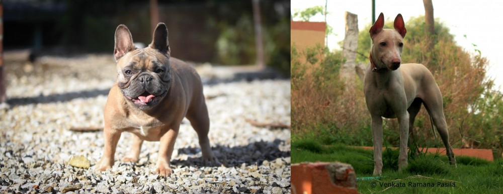 Jonangi vs French Bulldog - Breed Comparison