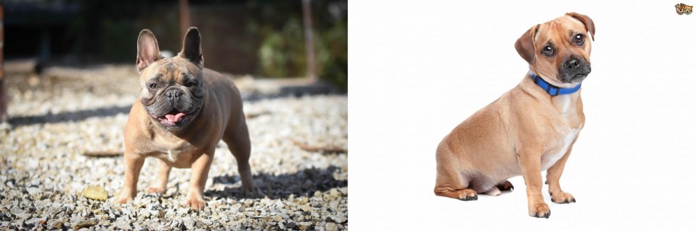 Jug vs French Bulldog - Breed Comparison