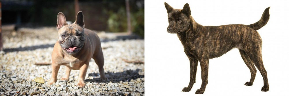 Kai Ken vs French Bulldog - Breed Comparison