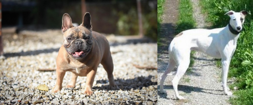 Kaikadi vs French Bulldog - Breed Comparison
