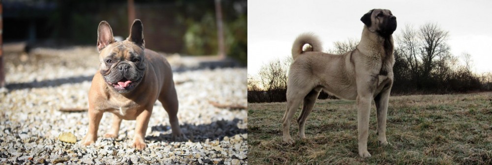 Kangal Dog vs French Bulldog - Breed Comparison