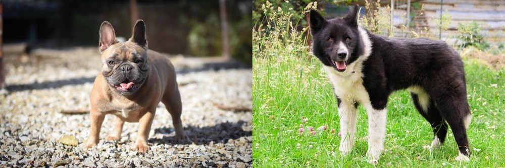Karelian Bear Dog vs French Bulldog - Breed Comparison