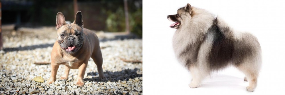Keeshond vs French Bulldog - Breed Comparison