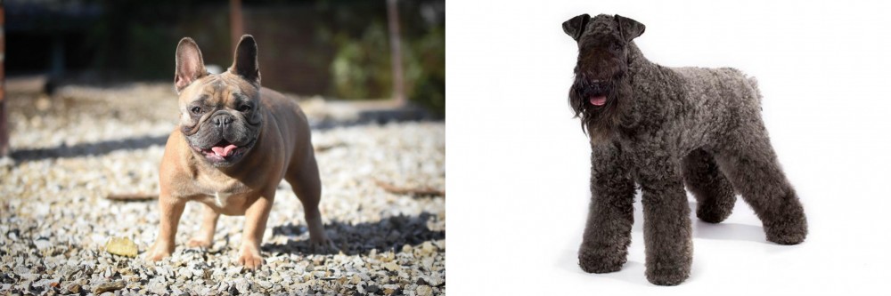 Kerry Blue Terrier vs French Bulldog - Breed Comparison