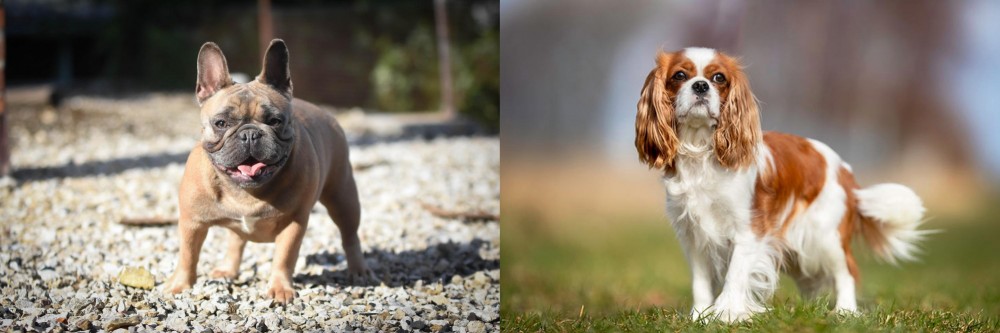 King Charles Spaniel vs French Bulldog - Breed Comparison