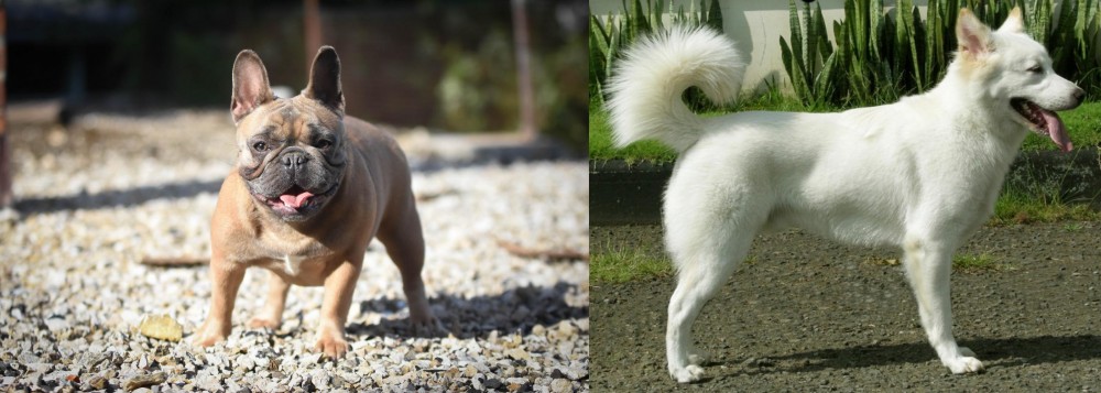 Kintamani vs French Bulldog - Breed Comparison