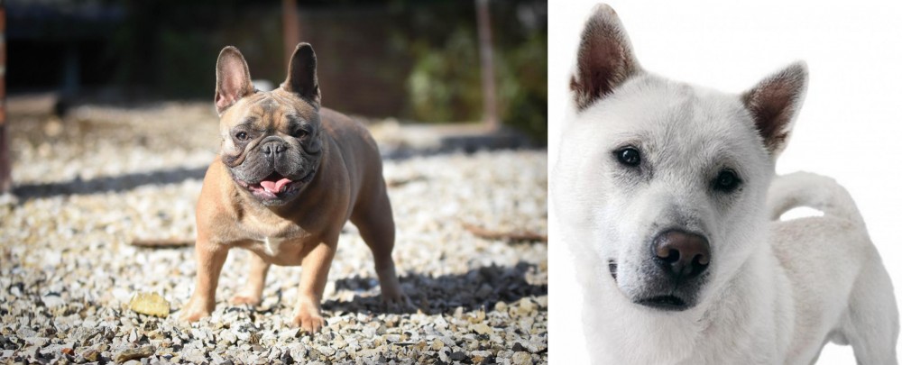 Kishu vs French Bulldog - Breed Comparison