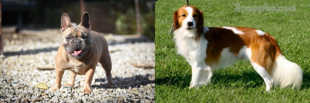 Kooikerhondje vs French Bulldog - Breed Comparison