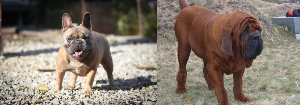 Korean Mastiff vs French Bulldog - Breed Comparison
