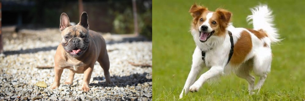 Kromfohrlander vs French Bulldog - Breed Comparison