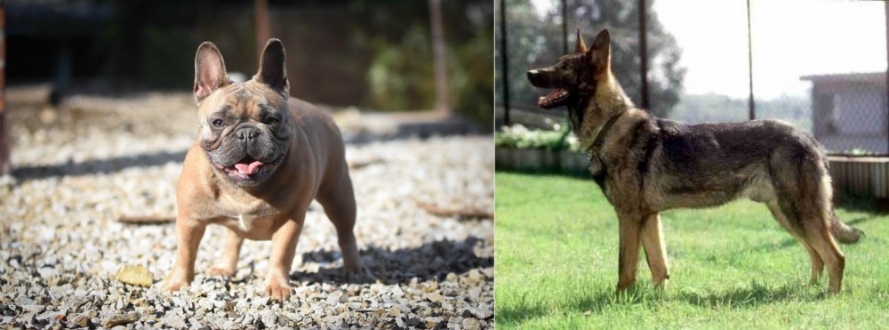 Kunming Dog vs French Bulldog - Breed Comparison
