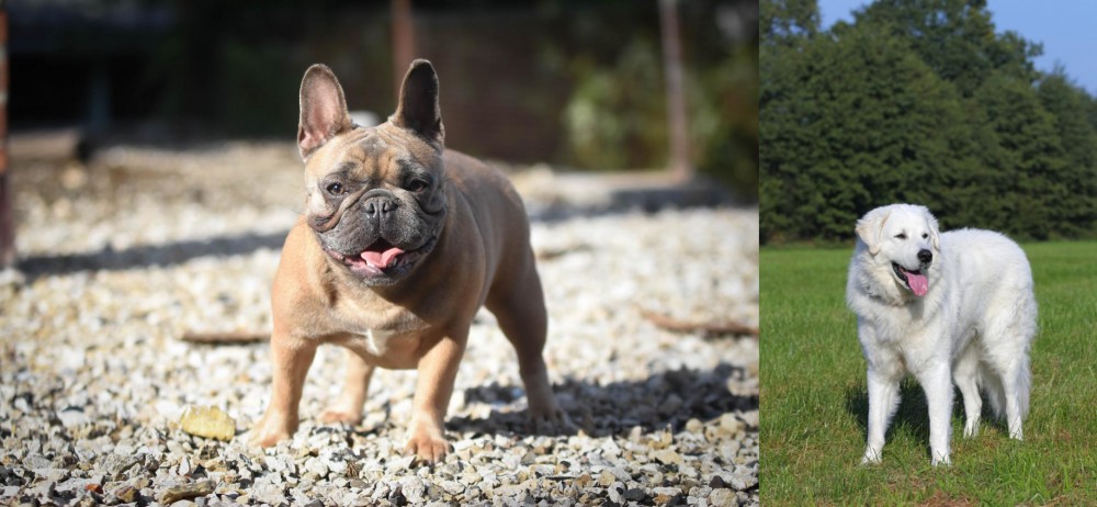 Kuvasz vs French Bulldog - Breed Comparison