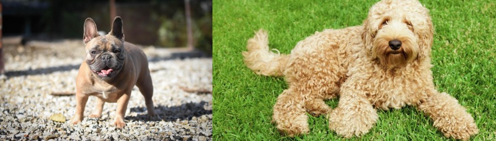 Labradoodle vs French Bulldog - Breed Comparison