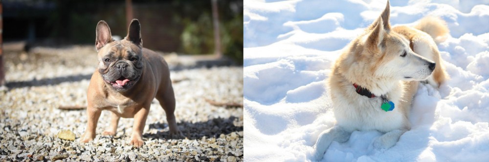 Labrador Husky vs French Bulldog - Breed Comparison