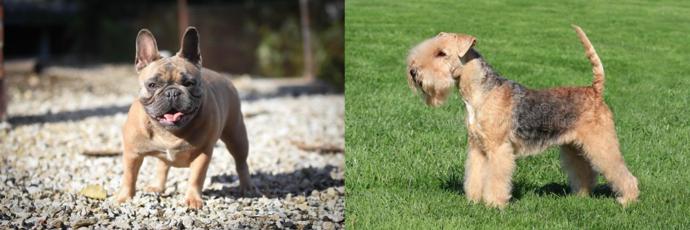 Lakeland Terrier vs French Bulldog - Breed Comparison