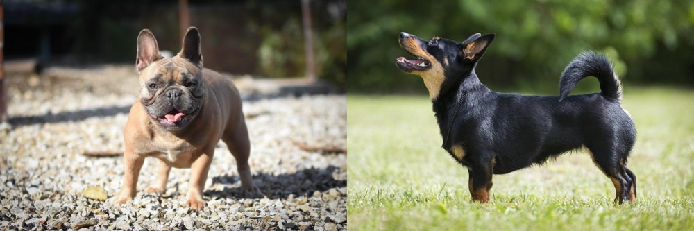 Lancashire Heeler vs French Bulldog - Breed Comparison