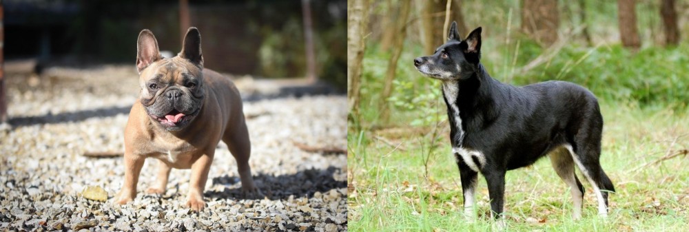 Lapponian Herder vs French Bulldog - Breed Comparison