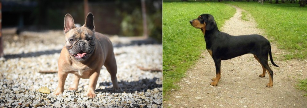 Latvian Hound vs French Bulldog - Breed Comparison