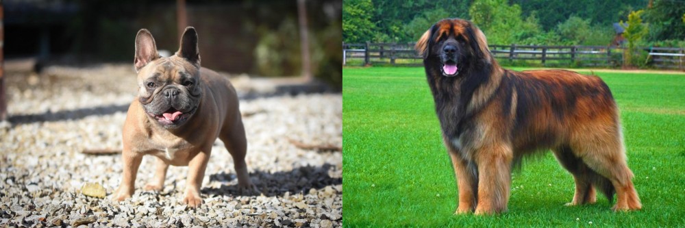 Leonberger vs French Bulldog - Breed Comparison