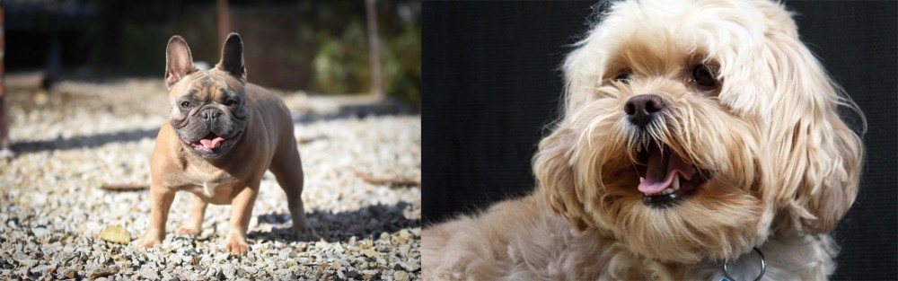 Lhasapoo vs French Bulldog - Breed Comparison