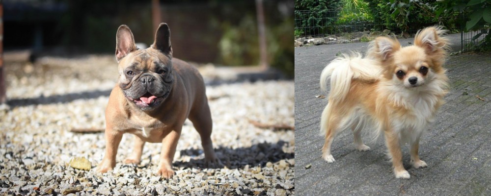 Long Haired Chihuahua vs French Bulldog - Breed Comparison