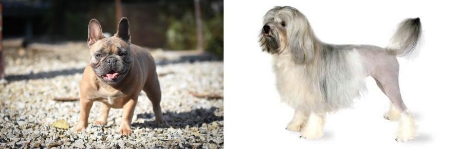 Lowchen vs French Bulldog - Breed Comparison