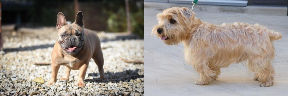 Lucas Terrier vs French Bulldog - Breed Comparison