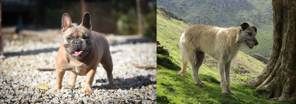 Lurcher vs French Bulldog - Breed Comparison