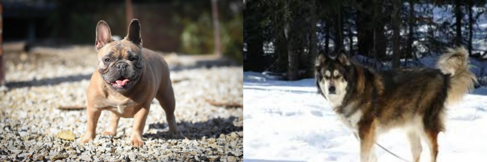 Mackenzie River Husky vs French Bulldog - Breed Comparison
