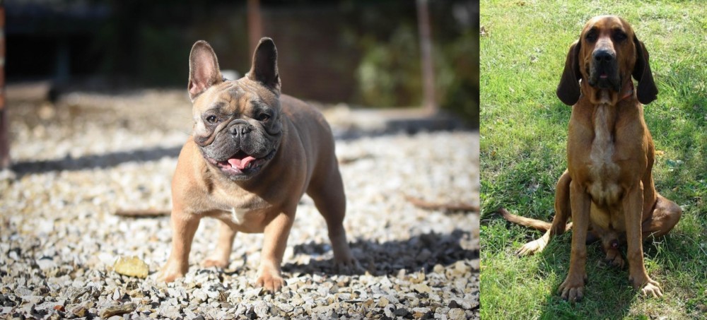 Majestic Tree Hound vs French Bulldog - Breed Comparison