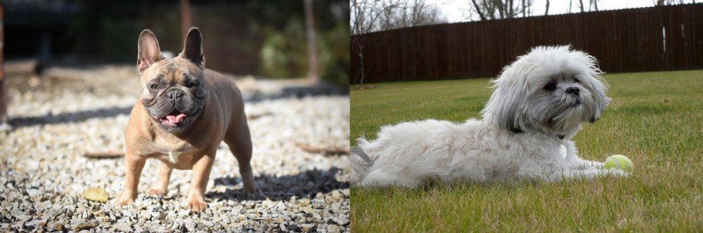 Mal-Shi vs French Bulldog - Breed Comparison