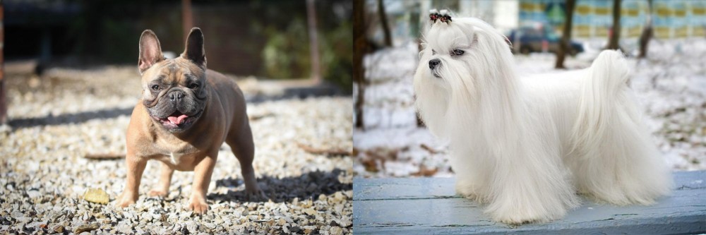 Maltese vs French Bulldog - Breed Comparison