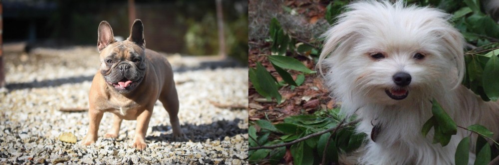 Malti-Pom vs French Bulldog - Breed Comparison