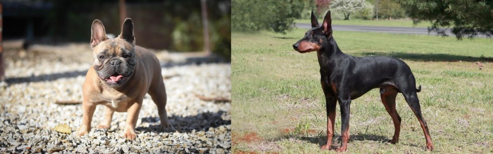 Manchester Terrier vs French Bulldog - Breed Comparison