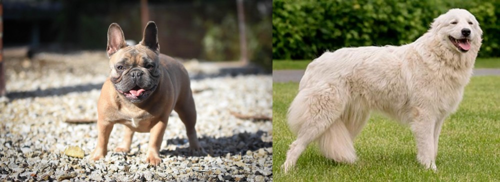 Maremma Sheepdog vs French Bulldog - Breed Comparison