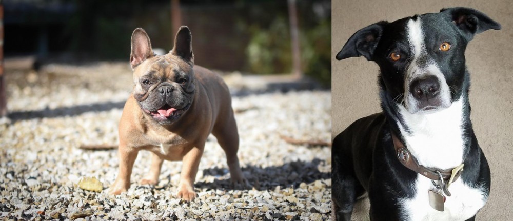 McNab vs French Bulldog - Breed Comparison