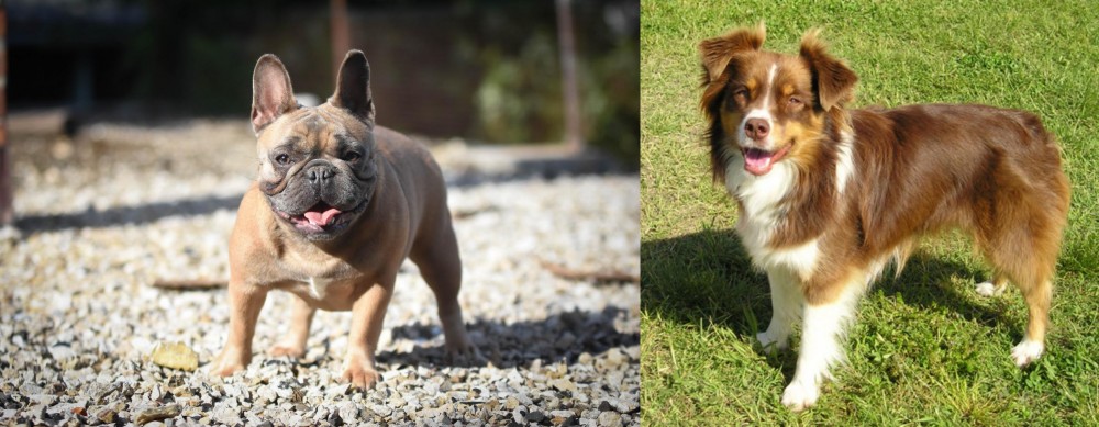 Miniature Australian Shepherd vs French Bulldog - Breed Comparison
