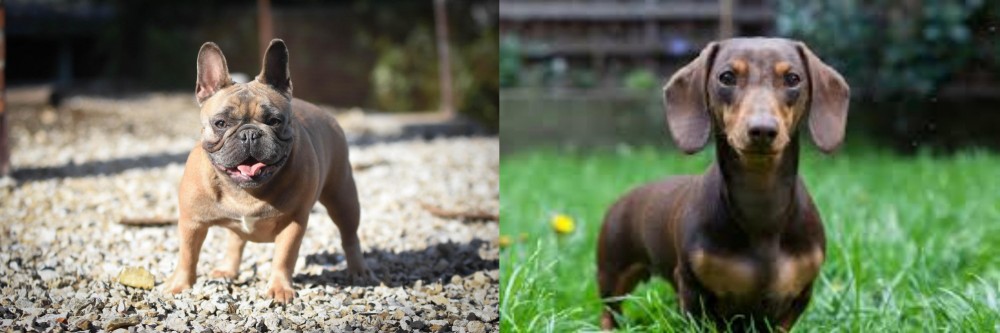 Miniature Dachshund vs French Bulldog - Breed Comparison