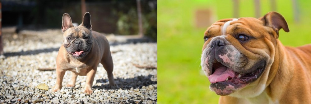Miniature English Bulldog vs French Bulldog - Breed Comparison