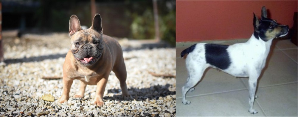 Miniature Fox Terrier vs French Bulldog - Breed Comparison