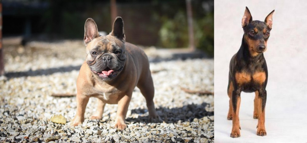 Miniature Pinscher vs French Bulldog - Breed Comparison