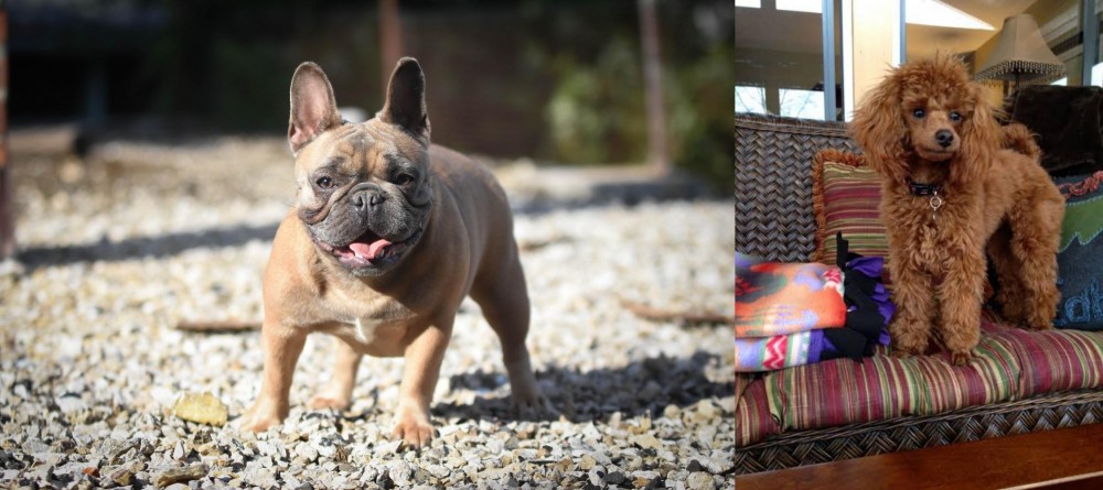 Miniature Poodle vs French Bulldog - Breed Comparison